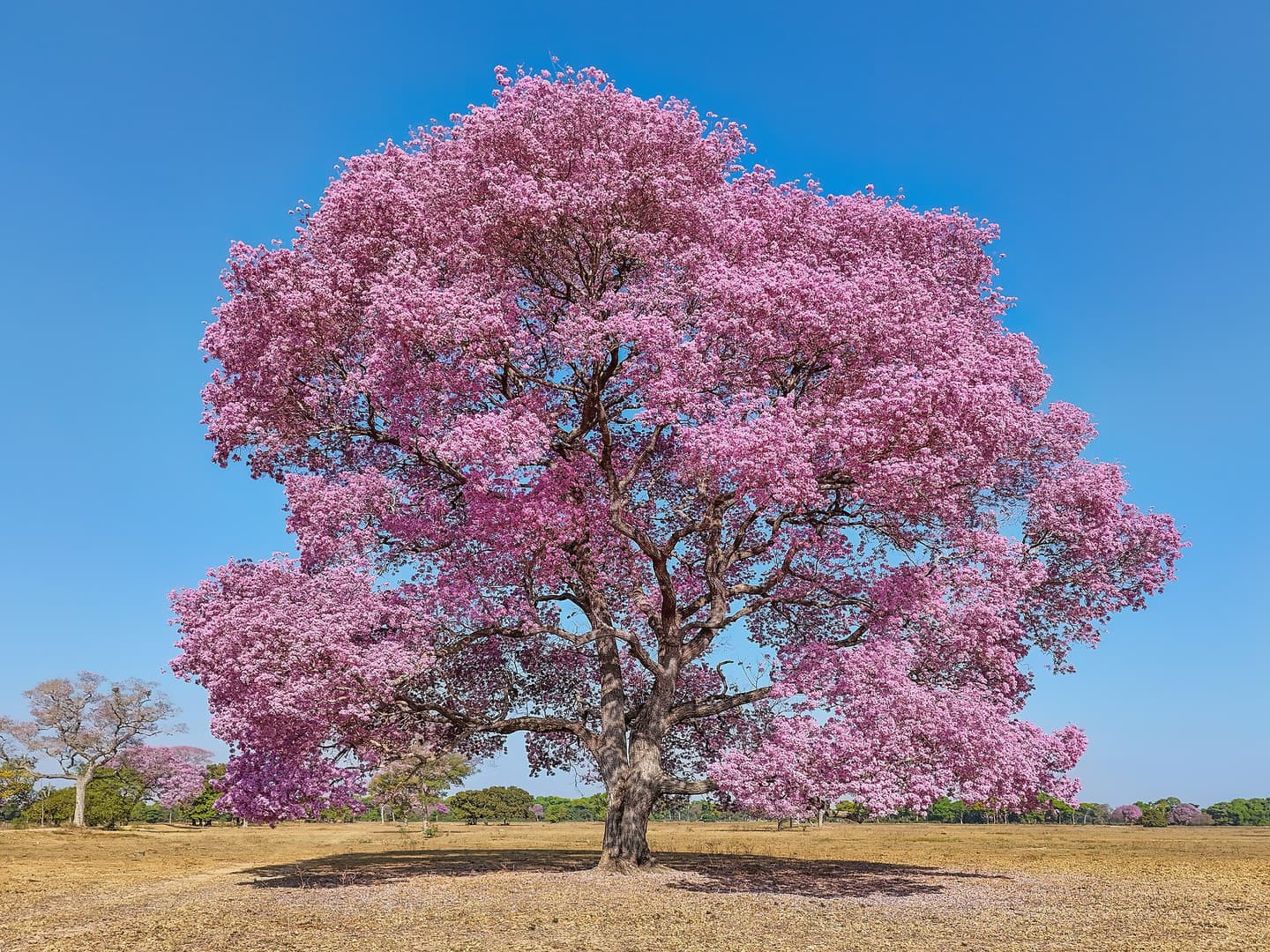 Ipê rosa florido em Mato Grosso